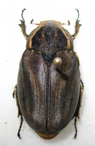 Afrolepis unguicularis